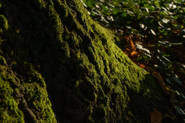 Grön Mossa Närbild Täckt Träd Bark Foto Soligt Väder — Stockfoto