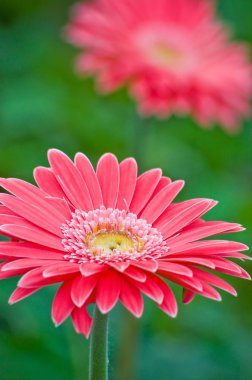 Çiçek bahçesindeki bir sürü pembe çiçek.