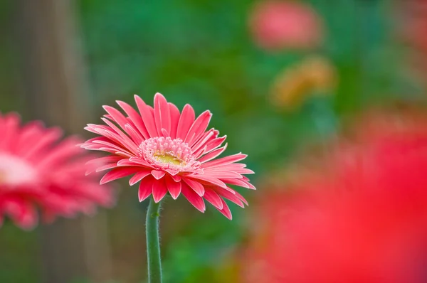 Çiçek bahçesindeki bir sürü pembe çiçek. — Stok fotoğraf