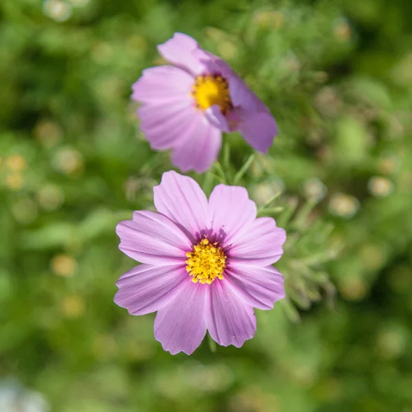 Çiçek bahçesindeki bir sürü pembe çiçek. — Stok fotoğraf