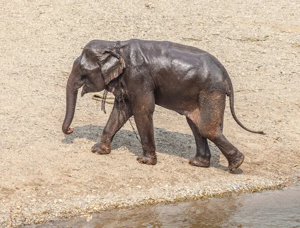 Asian elephant walking — Stock Photo, Image