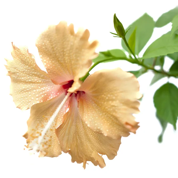 Yellow hibiscus isolated — Stock Photo, Image