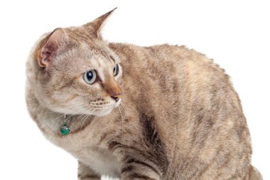 Kedi izole edildi.