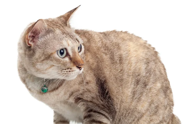 Кішка ізольовані — стокове фото