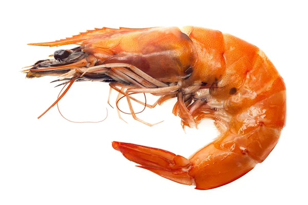 Shrimp isolated — Stock Photo, Image