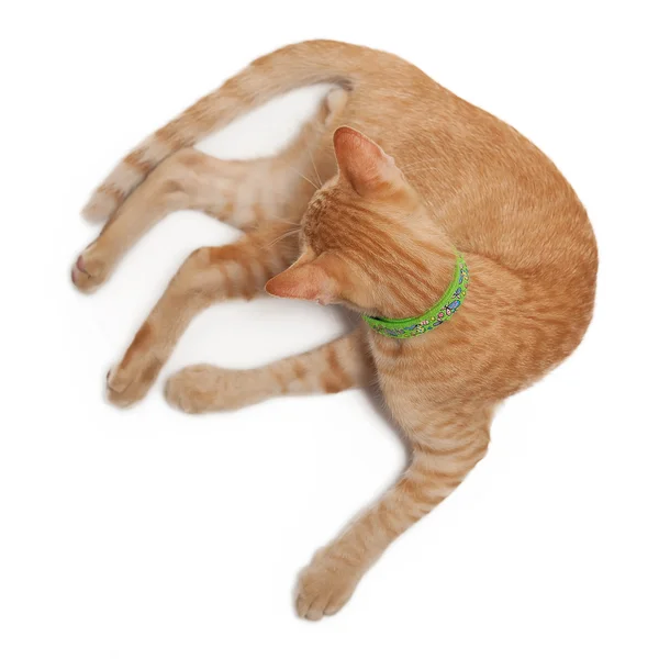 Кішка лежачи — стокове фото