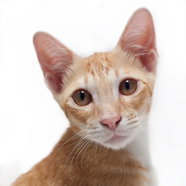 Gatinho isolado — Fotografia de Stock