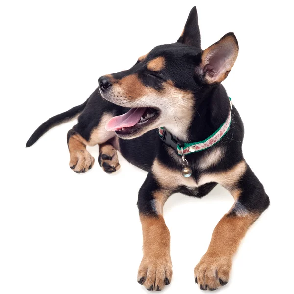 Härliga hund — Stockfoto