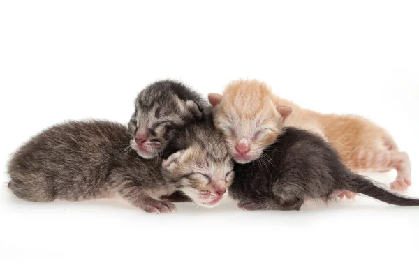 Neugeborene Katzen — Stockfoto