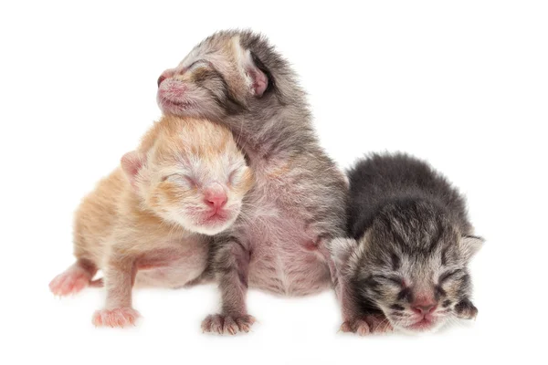 Neugeborene Kätzchen — Stockfoto