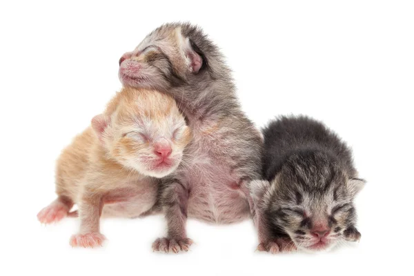 newborn yavru kedi