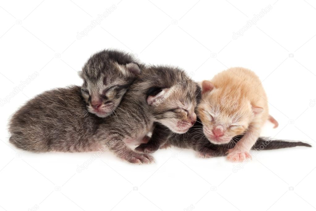 Newborn cats
