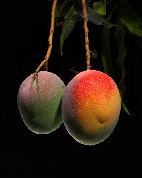 Mango op boom — Stockfoto