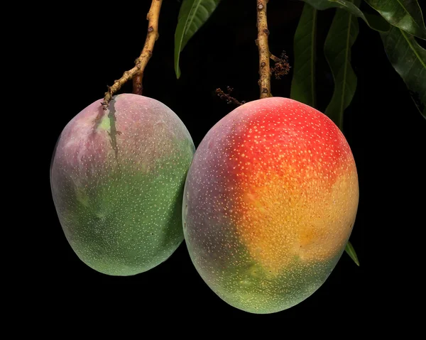 Mango op boom — Stockfoto