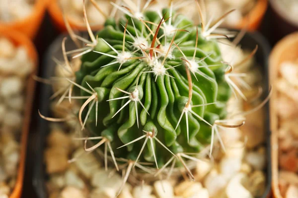 Closeup succulent plant — Stock Photo, Image