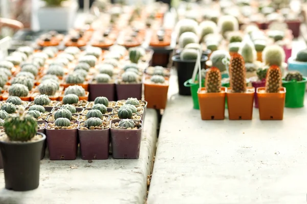 Potted succulent plant — Stock Photo, Image