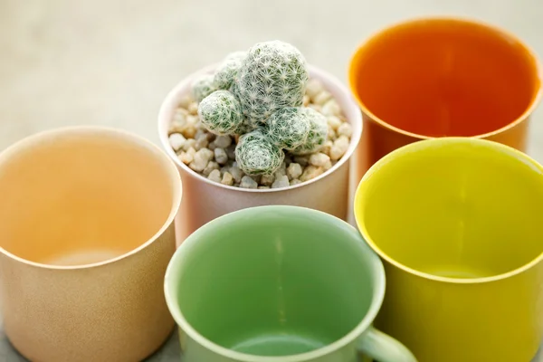 Succulent plant with colorful flowerpot — Stock Photo, Image