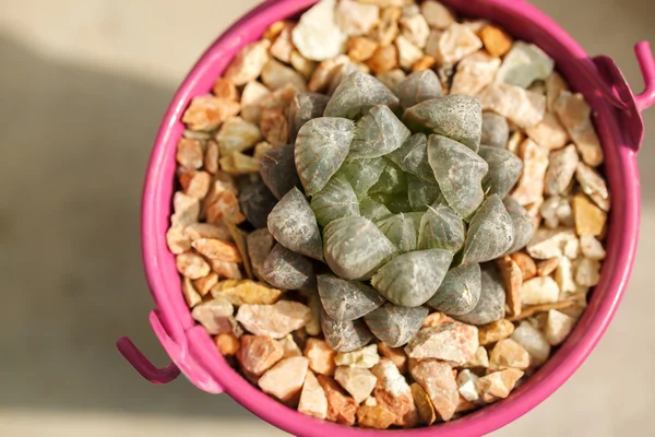 Succulent plant in pink pot — Stock Photo, Image