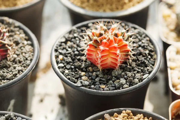 Red cactus — Stock Photo, Image
