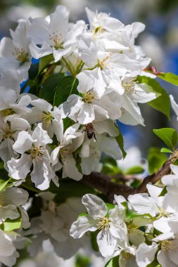 güneşli bir günde elma ağaçlarının çiçeklenme ilkbahar