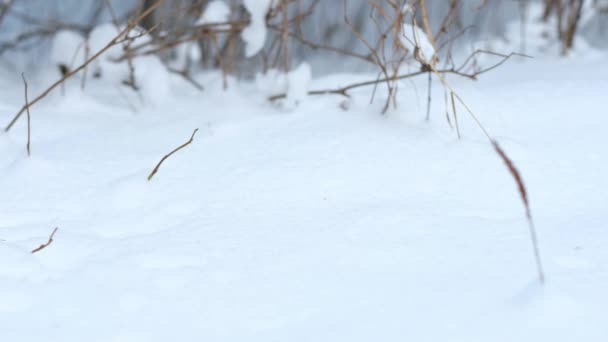 Close-up van vrouw benen in de winter witte schoenen lopen op diepe sneeuw — Stockvideo