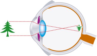 Vision, eyeball, optics, lens system clipart