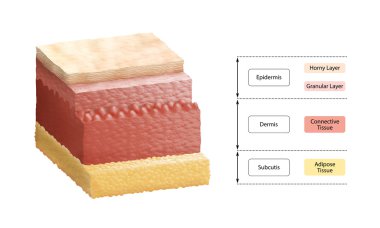 Layers Of Human Skin clipart