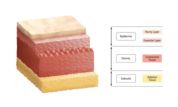 Schichten menschlicher Haut — Stockfoto