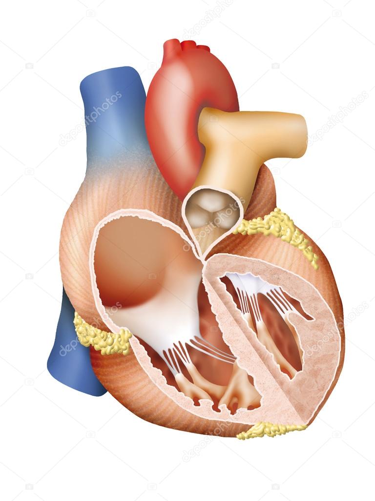 Human Heart Cross Section