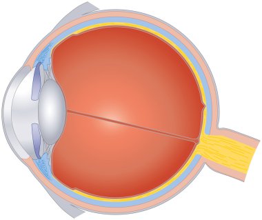 Structures Of The Human Eye clipart