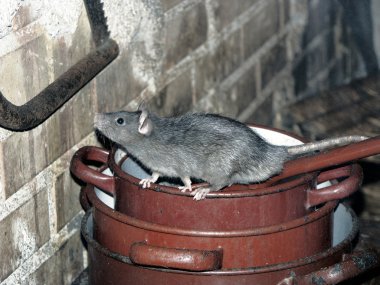 Rat on cooking pots clipart