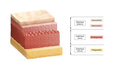 Layers Of Human Skin - German Labeling clipart