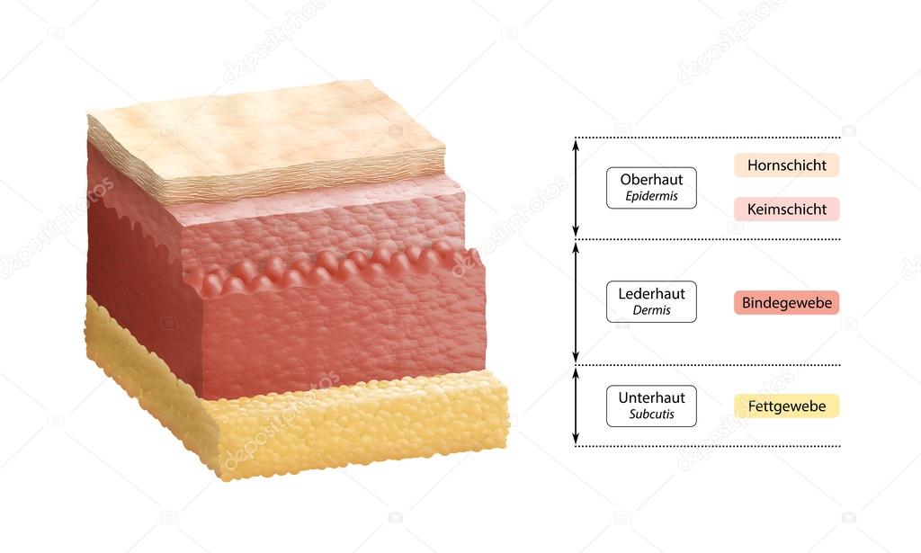 Strati di pelle umana etichettatura tedesca Foto Stock Foto