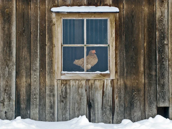 Casa de gallinas — Foto de Stock