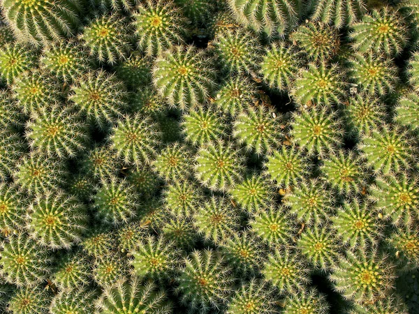 Cluster di cactus — Foto Stock