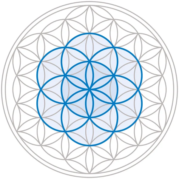 tohum çiçek yaşam yaşam