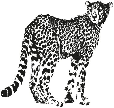leopar