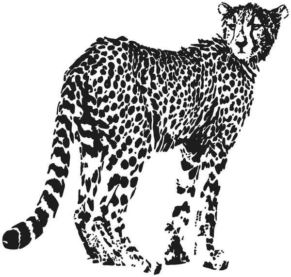 Léopard — Image vectorielle