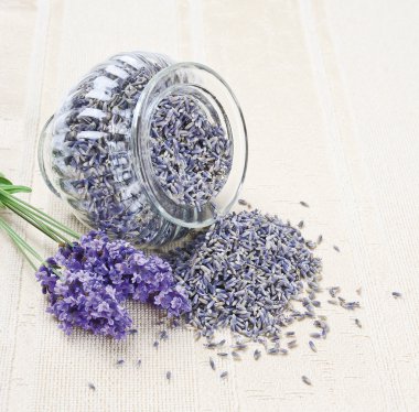 Lavender Flowers Fresh And Dry clipart