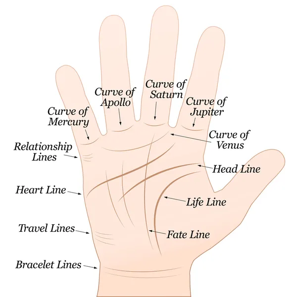 Palmistry rechte Hand weiß — Stockvektor