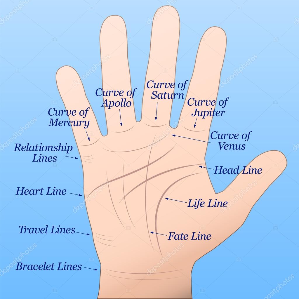 Guessing on the hands (palmistry): the value of lines 81 Guessing on the hands (palmistry): the value of lines 61