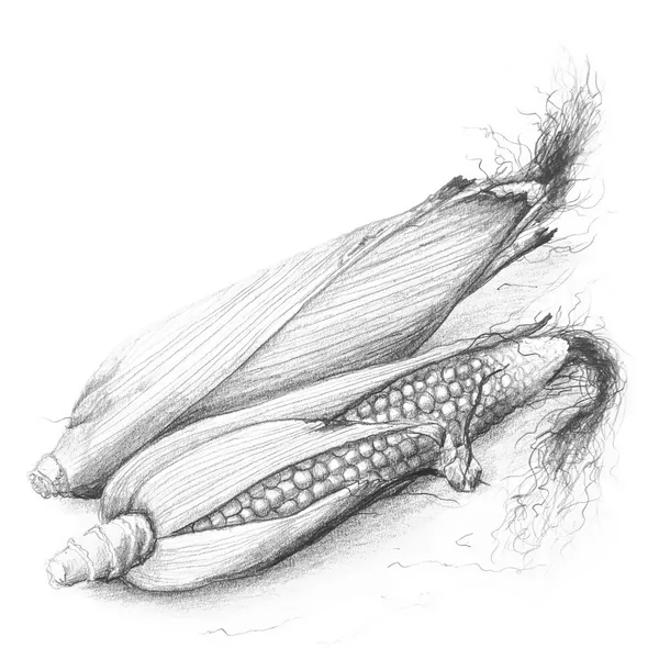 Desenho a lápis de espiga de milho — Fotografia de Stock
