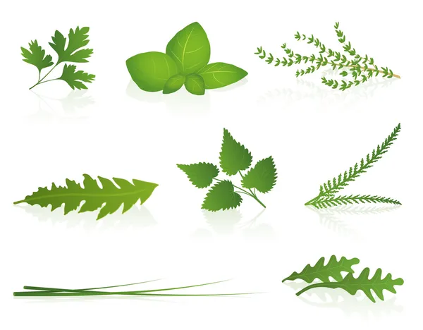 Herbs — Stock Vector