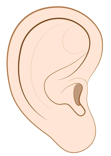 Oído humano — Vector de stock