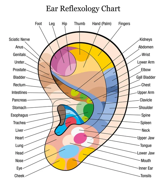 Oído reflexología carta descripción blanco — Vector de stock