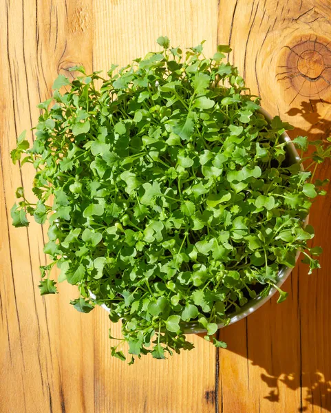 Kale Microgreens Dalam Mangkuk Putih Papan Kayu Dekat Dari Atas — Stok Foto