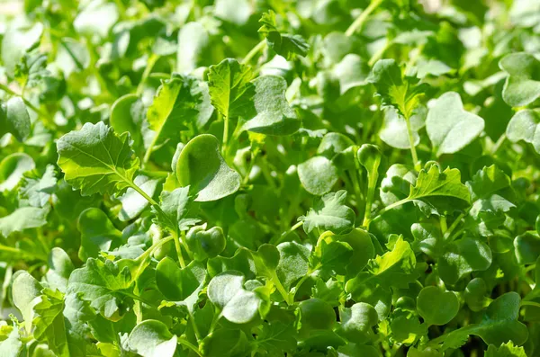 Microverdes Couve Cima Fecham Mudas Frescas Brotos Verdes Crescentes Repolho — Fotografia de Stock