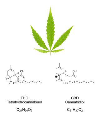 Kenevir fan yaprağı ve kannabinoidlerin kimyasal formülleri THC ve CBD. Taze yeşil kenevir yaprağı ve tetrahydrocannabinol ve cannabidiol kimyasal yapıları, uyuşturucu, çay ve yerel tıpta kullanılır..