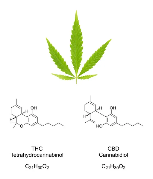 Hoja Abanico Cannabis Con Fórmulas Químicas Los Cannabinoides Thc Cbd — Foto de Stock