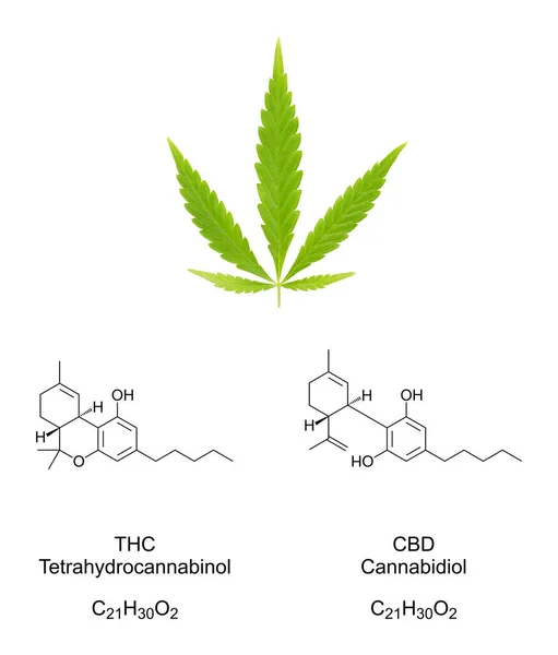 Konopný List Ventilátoru Chemickými Vzorci Kanabinoidů Thc Cbd Čerstvé Zelené — Stock fotografie